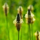 BIO Jitrocel Minutina - Plantago coronopus - bio semena jitrocele - 500 ks