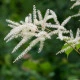 Čechrava japonská Deutschland - Astilbe japonica - hlízy čechravy - 1 ks