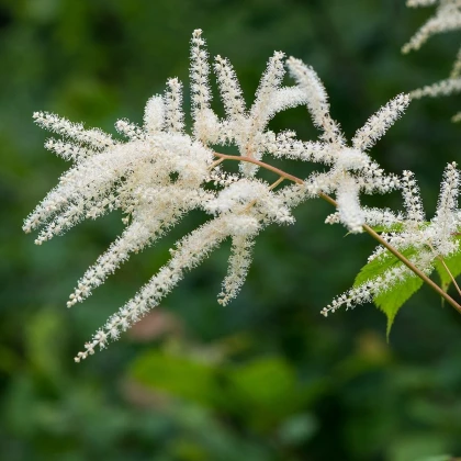 Čechrava japonská Deutschland - Astilbe japonica - hlízy čechravy - 1 ks