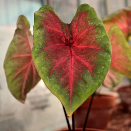 Kaládium Red Fresh - Caladium bicolor - hlízy kaládia - 1 ks