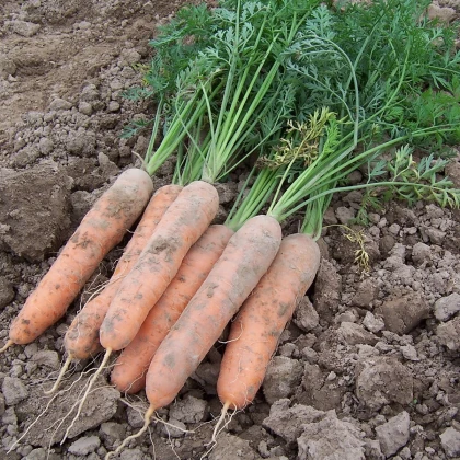Mrkev raná Stupická - Daucus carota - semena mrkve - 800 ks
