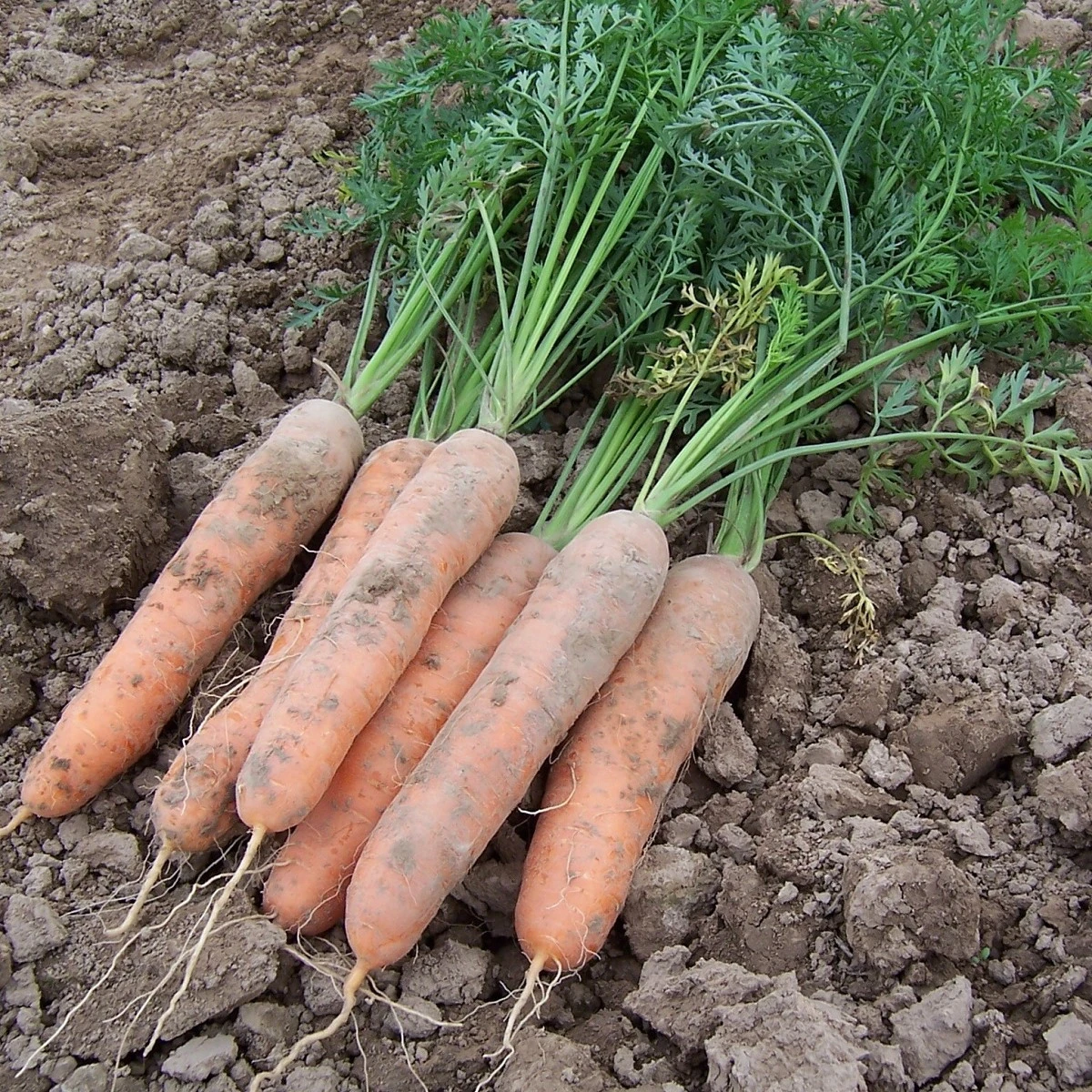 Mrkev raná Stupická - Daucus carota - semena mrkve - 800 ks