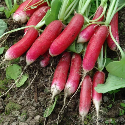 Ředkvička Slovana - Raphanus sativus - semena ředkvičky - 300 ks