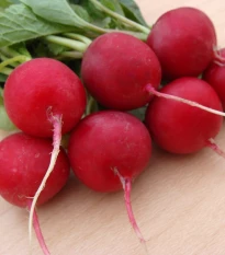 Ředkvička Ester - Raphanus sativus - semena ředkvičky - 300 ks