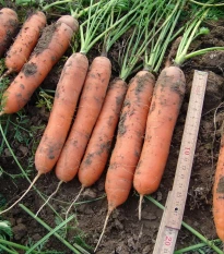 Mrkev raná Marion F1 - Daucus carota - semena mrkve - 900 ks