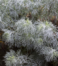 pelynk prav - Artemisia absinthium