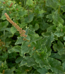 BIO merlík všedobr - Chenopodium henricus - bio semena - 150 ks