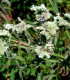 Máta americká horská - Pycnanthemum pilosum - semena máty - 20 ks