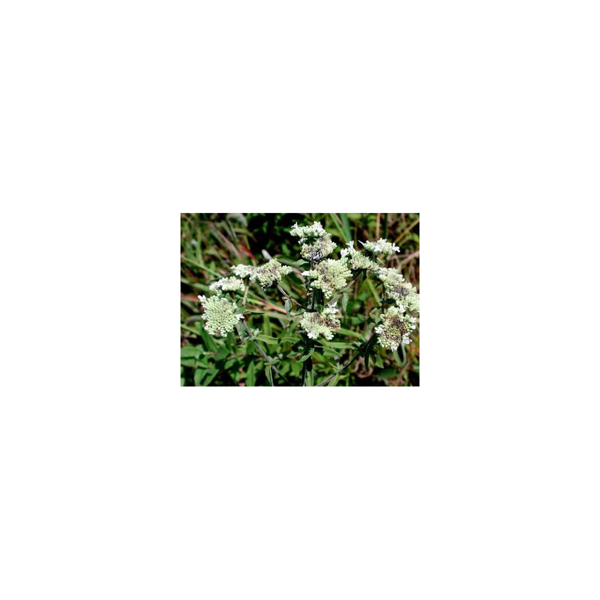 Americká horská máta - Pycnanthemum pilosum - semena máty - 20 ks