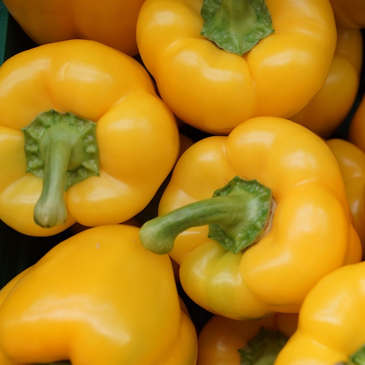 Paprika Gelber Block - Capsicum annuum - semena papriky - 7 ks