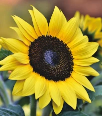 Slunečnice Sunrich Lemon - Helianthus annuus - semena slunečnice - 8 ks