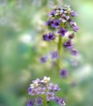 Tařicovka přímořská Könnigsteppich - Lobularia maritima - semena tařicovky - 50 ks