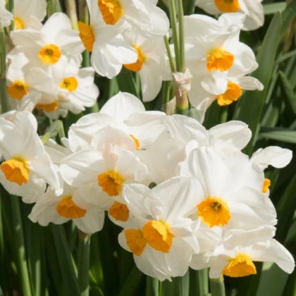 Narcis Geranium - Narcissus L. - cibule narcisu - 3 ks