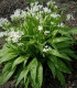 Česnek medvědí - Allium ursinum - semena medvědího česneku - 7 ks