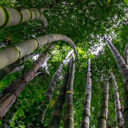 Král bambusů - Phyllostachys edulis - semena bambusu - 3 ks
