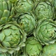 Artyčok zelený Grosse von Laon - Cynara scolymus - semena artyčoku - 20 ks
