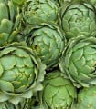 Artyčok zelený Grosse von Laon - Cynara scolymus - semena artyčoku - 20 ks