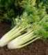 Celer řapíkatý Nuget - Apium graveolens - semena celeru - 800 ks