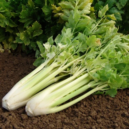 Celer řapíkatý Nuget - Apium graveolens - semena celeru - 800 ks