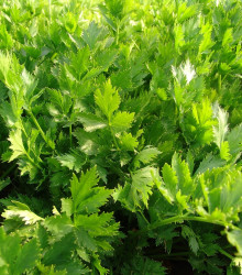 Celer listový jemný - Apium graveolens - semena celeru - 1 g