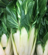 Mangold Verte a Carde Blanche 2 - Beta vulgaris - semena mangoldu - 50 ks