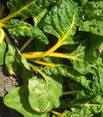 Mangold žlutý Giallo - Beta vulgaris - semena mangoldu - 60 ks