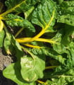 Mangold žlutý Giallo - Beta vulgaris - semena mangoldu - 60 ks