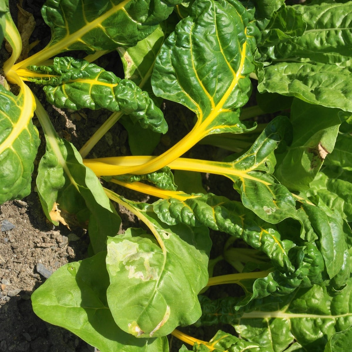 Mangold žlutý Giallo - Beta vulgaris - semena mangoldu - 60 ks