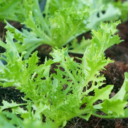 Mizuna Waido - Japonská hořčice - Brassica campestris Japonica - semena mizuny - 30 ks