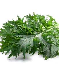 Mizuna - Japonská hořčice - Brassica rapa ssp. japonica - semena mizuny - 50 ks