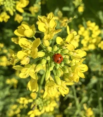 Hořčice černá - Brassica nigra - semena hořčice - 50 ks