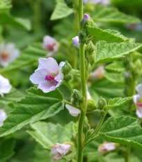 Proskurník lékařský - Althaea officinalis - semena proskurníku - 18 ks