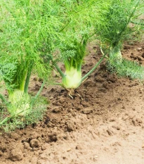 Fenykl bulvový Zefa fino - Foeniculum vulgare - semena fenyklu - 100 ks