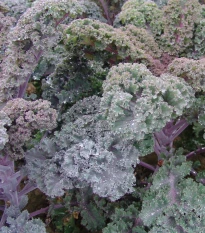 Kadeřávek Scarlet - Brassica oleracea - semena kadeřávku - 150 ks