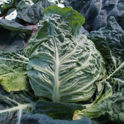 Kapusta raná žlutá - Brassica oleracea - semena kapusty - 150 ks