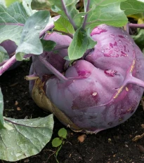 Kedluben raný modrý - Brassica oleracea - semena kedlubnu - 50 ks