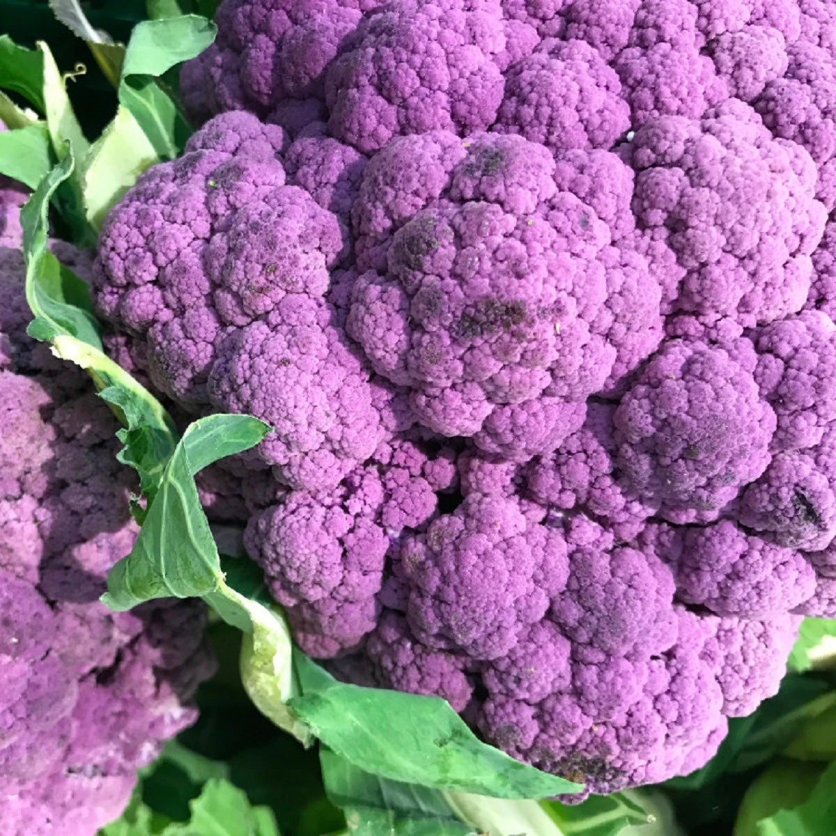 Květák fialový Grafitti F1 - Brassica oleracea L. convar. botrys - semena - 10 ks