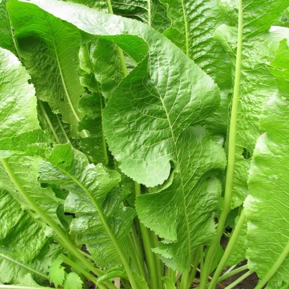 Selský křen - Armoracia rusticana - kořenový řízek k sázení - 1 ks