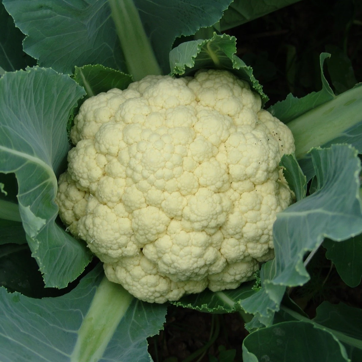 Květák raný Beta - Brassica oleracea convar. botrys - semena květáku - 150 ks