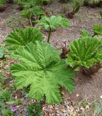 Barota rukávovitá - Gunnera manicata - semena baroty - 6 ks