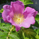 Růže svraskalá - Rosa rugosa - semena růže - 10 ks