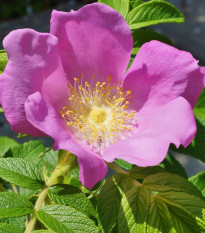 Růže svraskalá - Rosa rugosa - semena růže - 10 ks