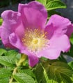 Růže svraskalá - Rosa rugosa - semena růže - 10 ks