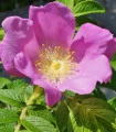 Růže svraskalá - Rosa rugosa - semena růže - 5 ks
