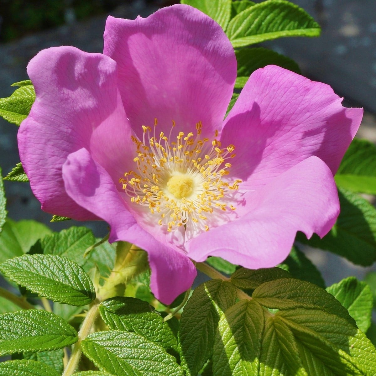 Růže svraskalá - Rosa rugosa - semena růže - 10 ks