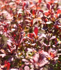 Červený dráč - Berberis thunbergii atropurpurea - semena dráče - 5 ks