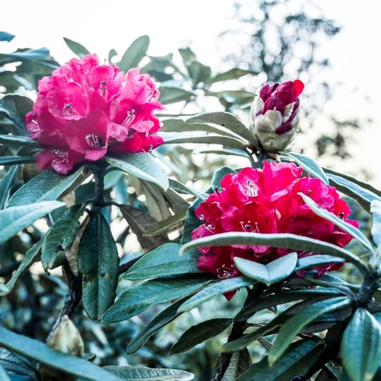 Rododendron - Pěnišník - Rhododendron arboreum - semena rododendronu - 50 ks
