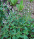 Bazalka pravá Spice - Ocimum basilicum - semena bazalky - 30 ks