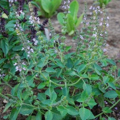 Bazalka pravá Spice - Ocimum basilicum Spice Basil - semena - 30 ks