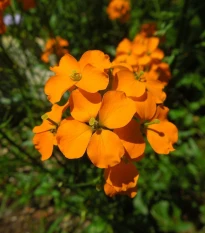 Chejr sibiřský - Cheiranthus allionii - semena chejru - 500 ks